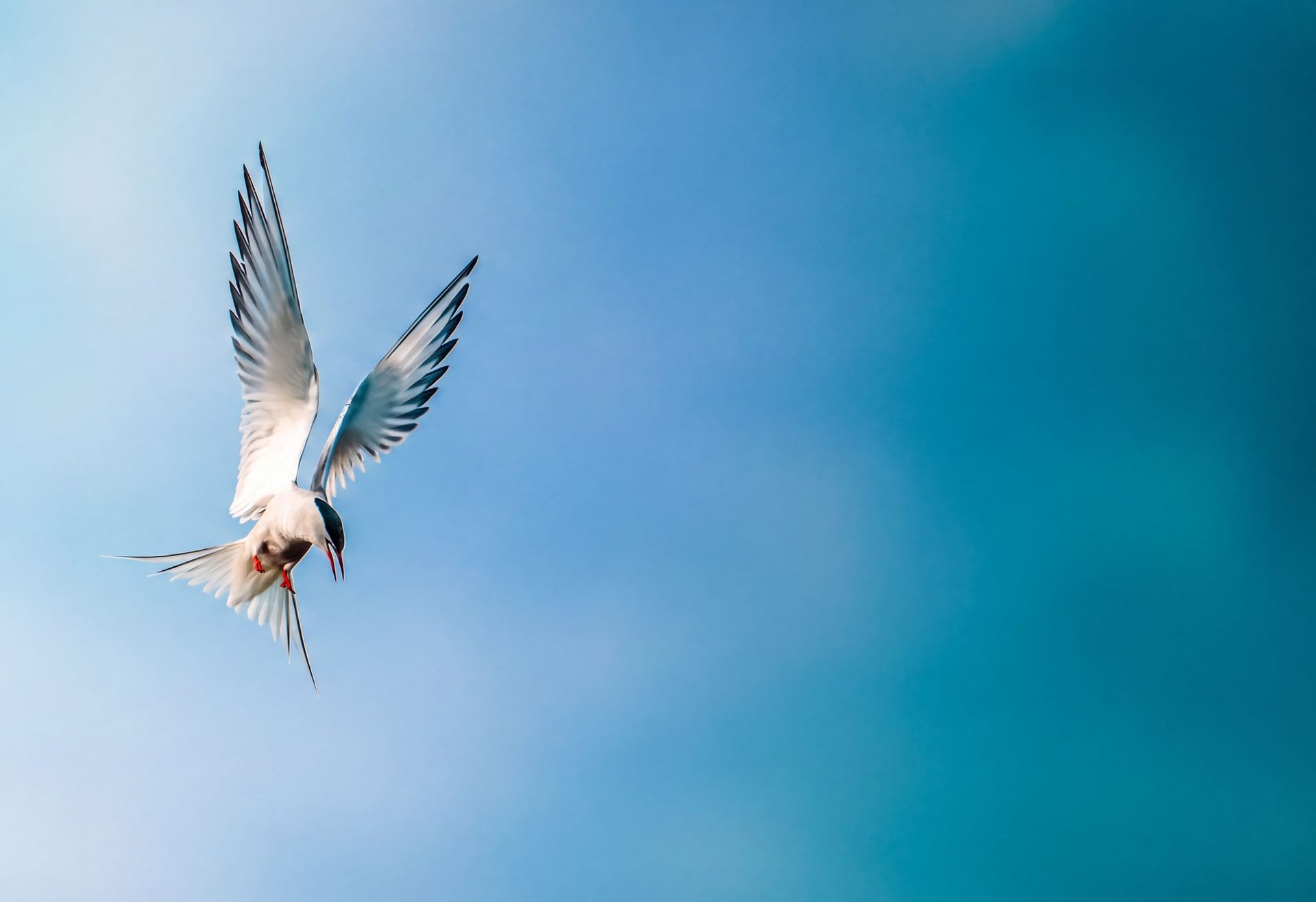 A tern over the sea at Ramhan Island