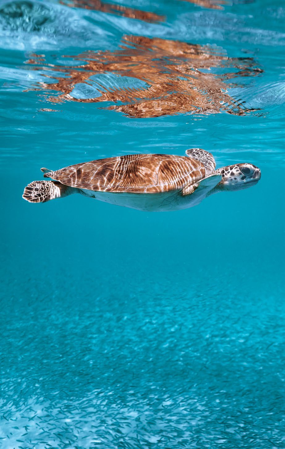 A sea turtle in clear water off Ramhan Island